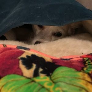 Meet your Posher, Crystal